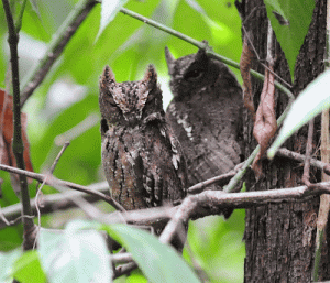 Sulawesi Scops-owls 1