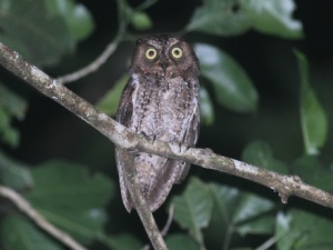 Sulawesi Scops-owls 2